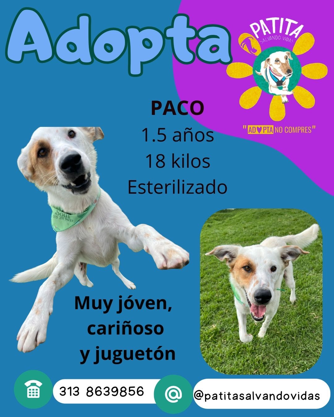 Mascota