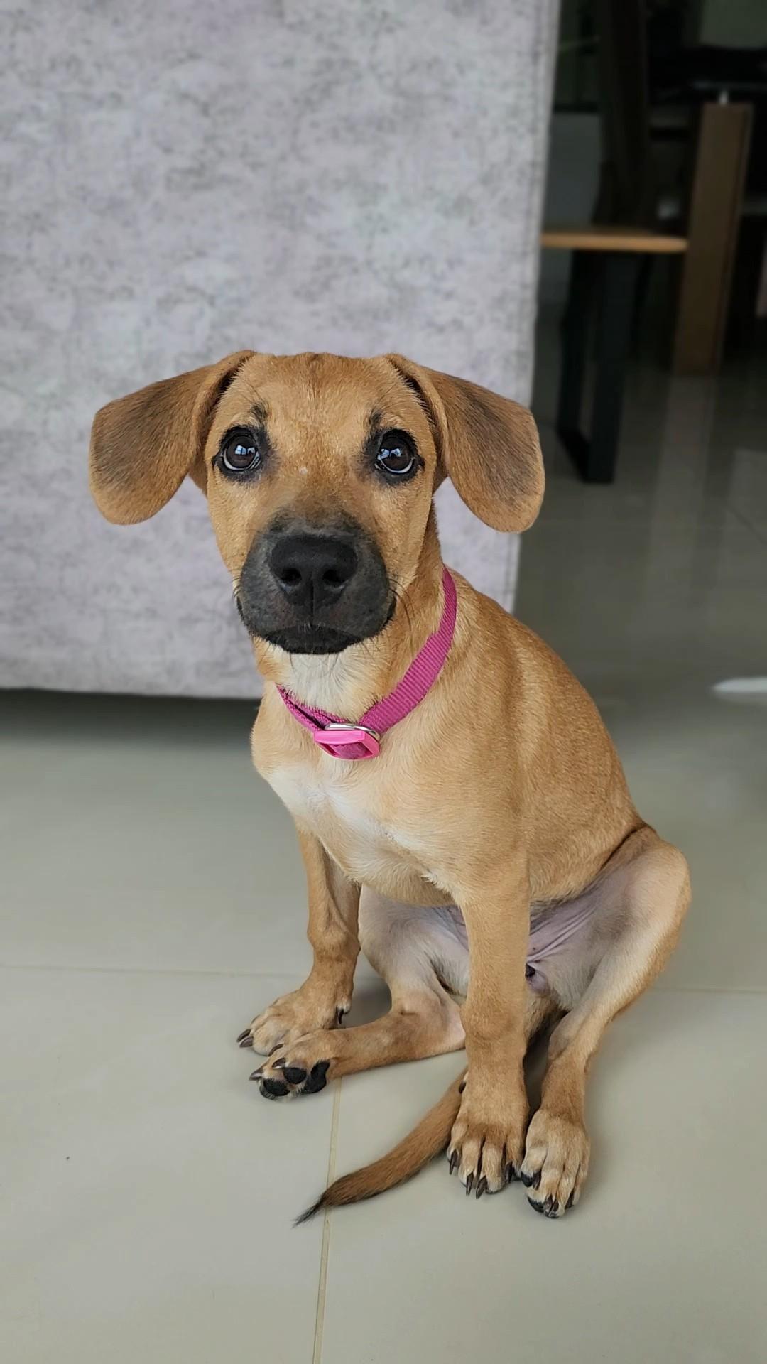 Mascota