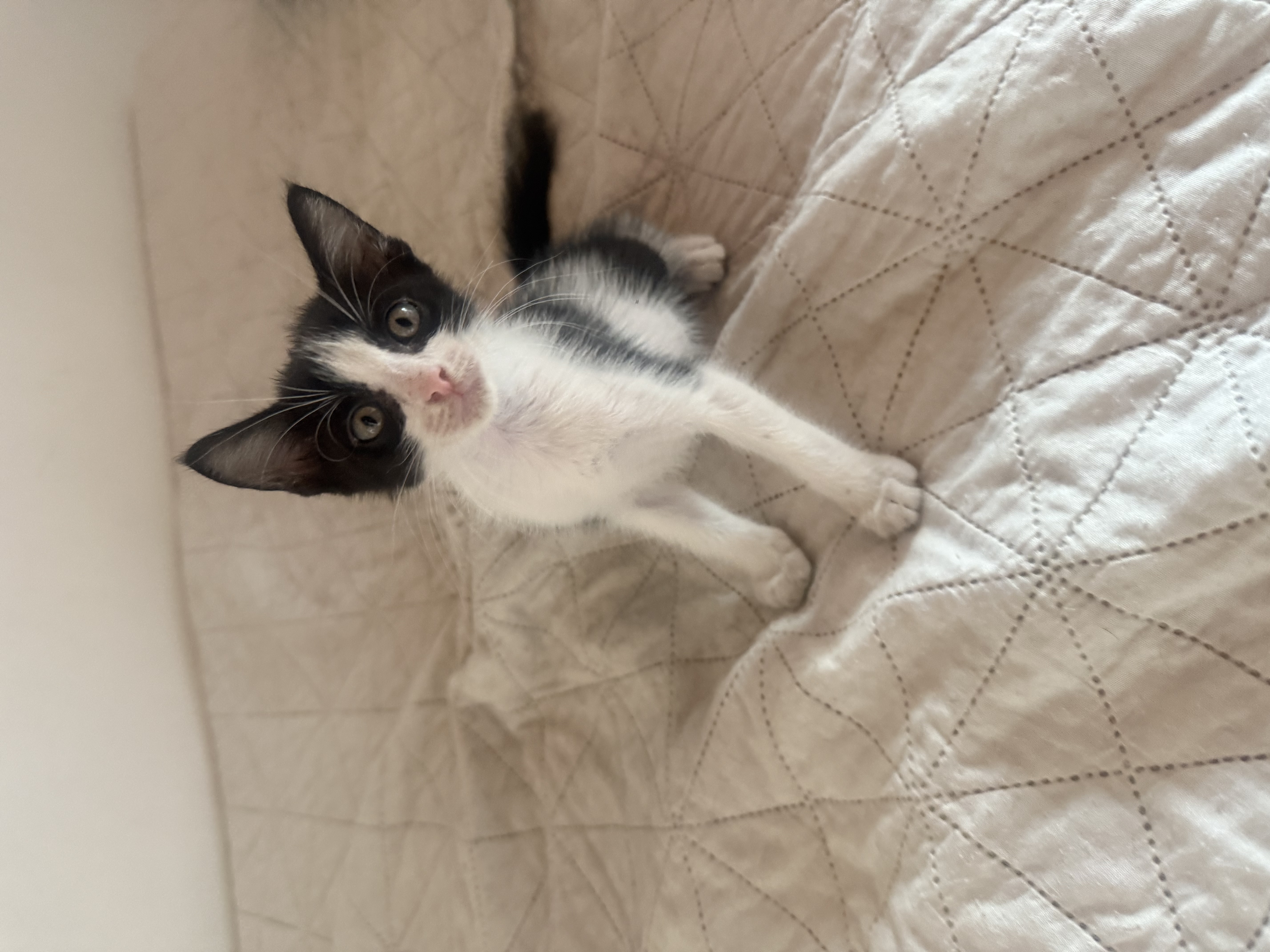 Mascota