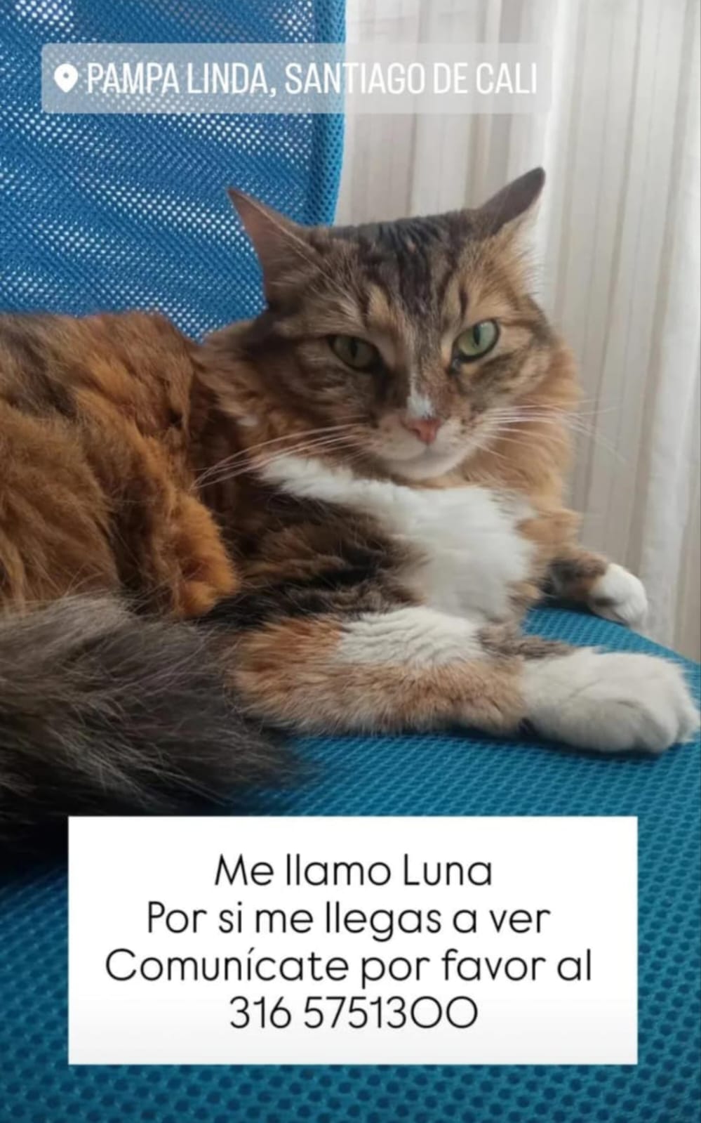 Mascota Perdida