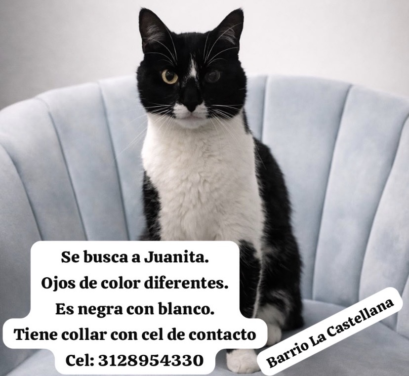 Mascota Perdida