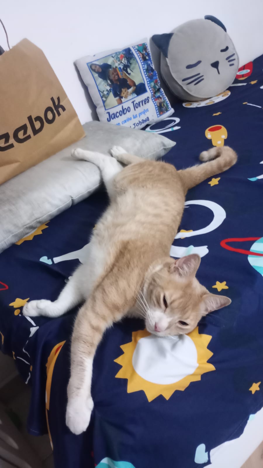 Mascota Perdida